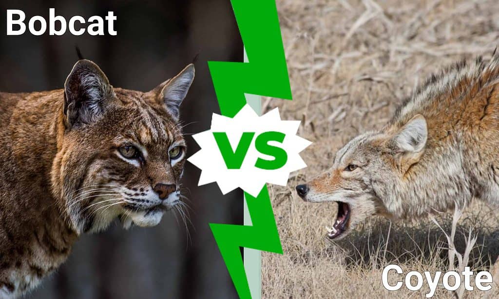 Bobcat contro Coyote