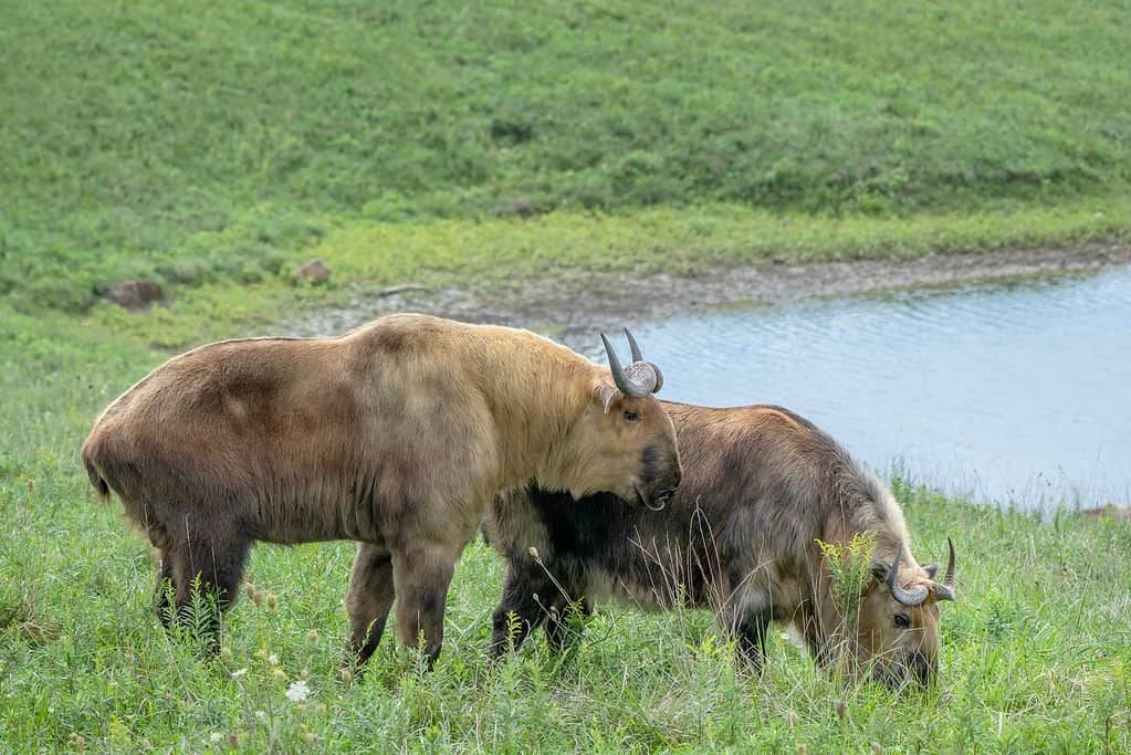 Maschio e femmina Sichuan Takin (Takin tibetano) in un campo vicino a uno stagno.