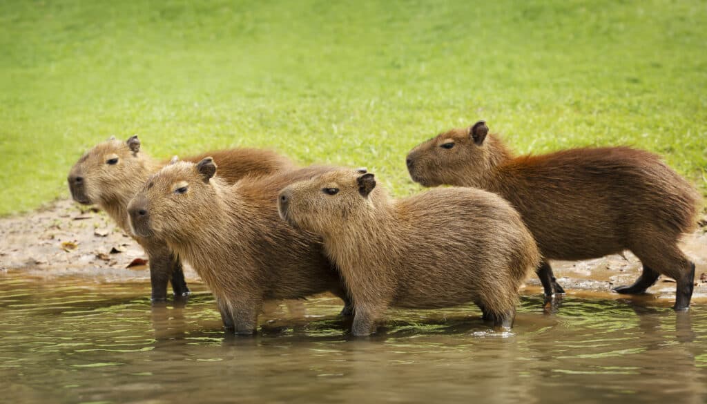 Gruppo di baby capibara su una riva del fiume
