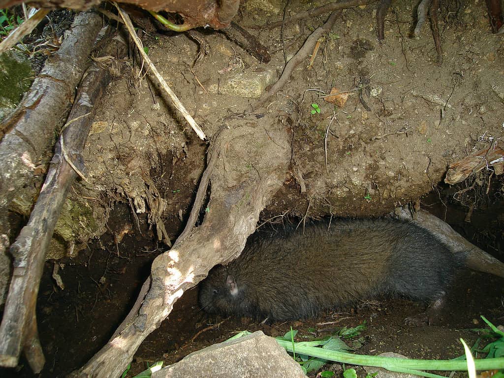 Castoro di montagna vicino alla sua tana 2