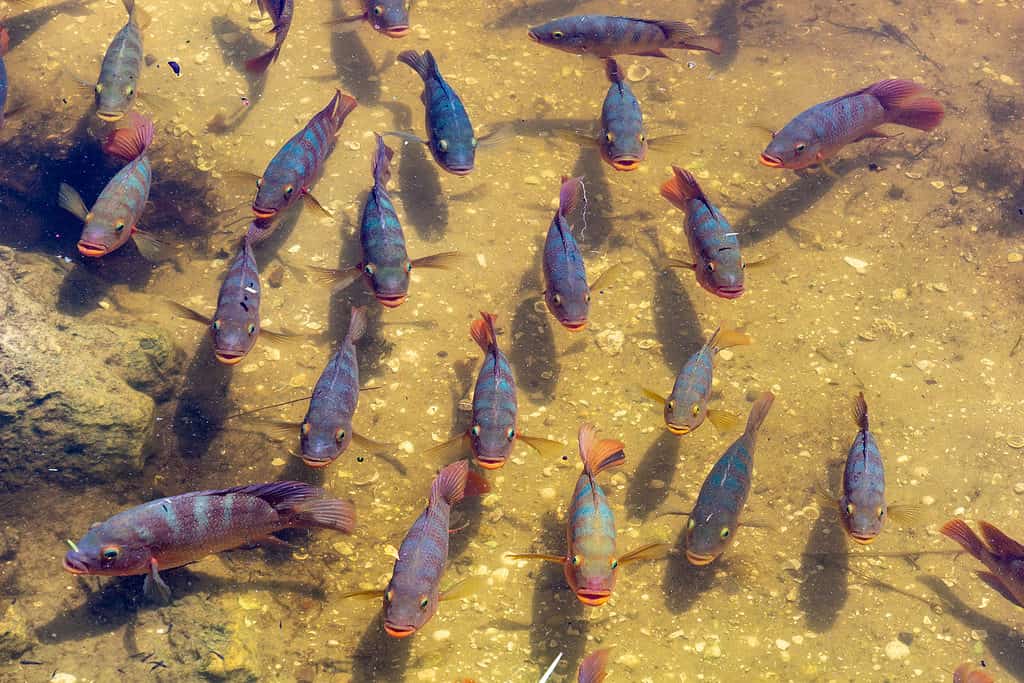 Scuola di pesci ciclidi maya