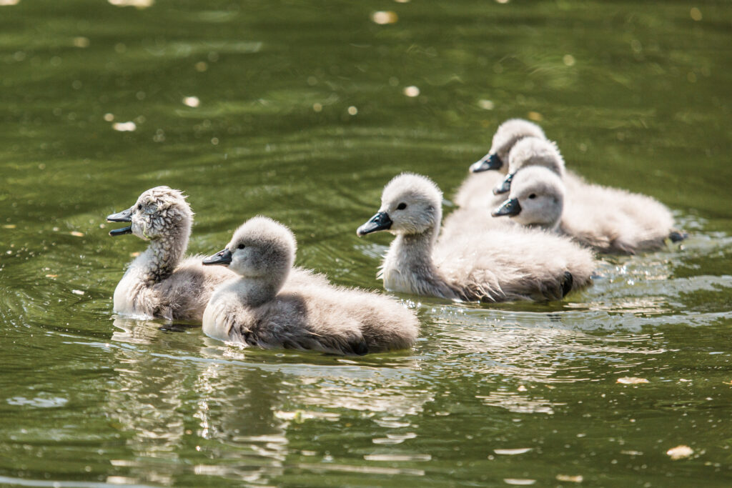 Sei cygnets Mute Swan che nuotano insieme in uno stagno a Prospect Park, New York City.
