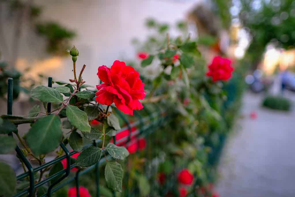 Bel fiore di rosa rossa, chiamato rosa rampicante rossa di don juan, sulla recinzione con sfondo naturale da vicino.  La foto è stata scattata nella campagna turca.