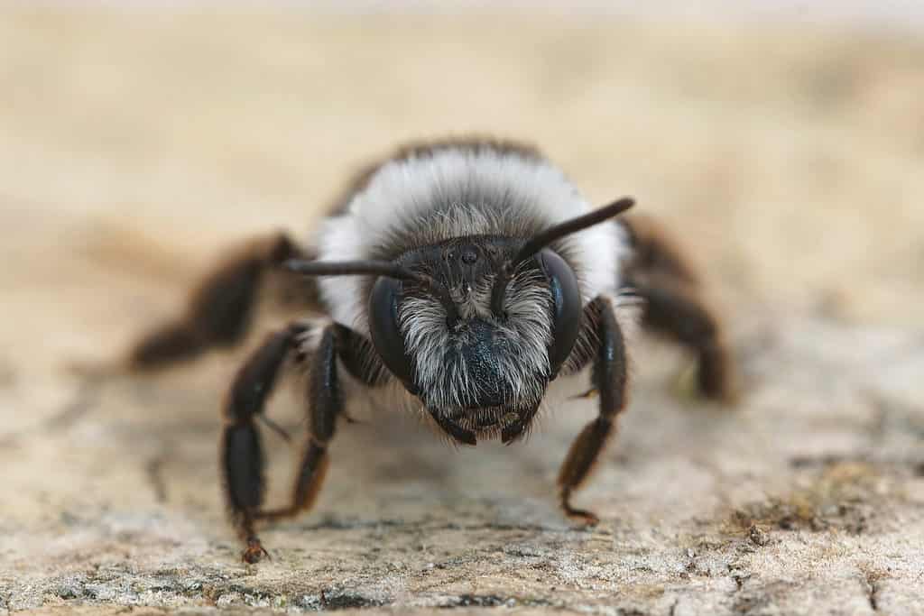 Macro dell'ape mineraria cinereo.  L'ape è sulla sabbia o sulla terra ed è rivolta verso l'inquadratura centrale della telecamera è principalmente di corpo nero ma ricoperta di peli bianchi