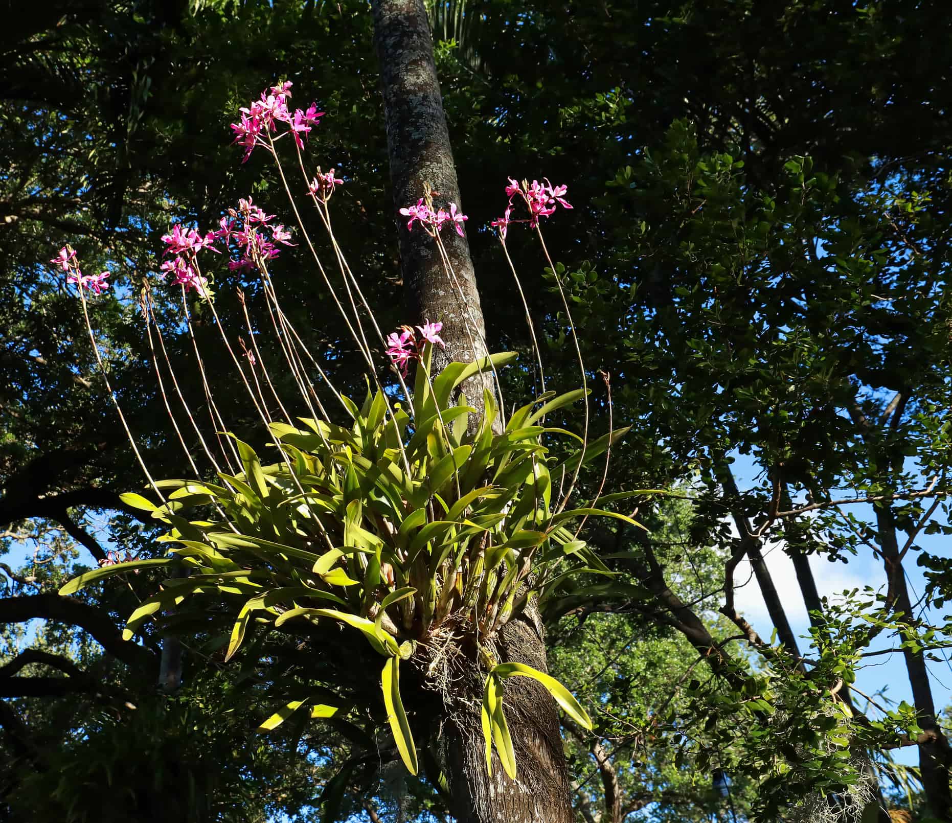 Orchidea Laelia