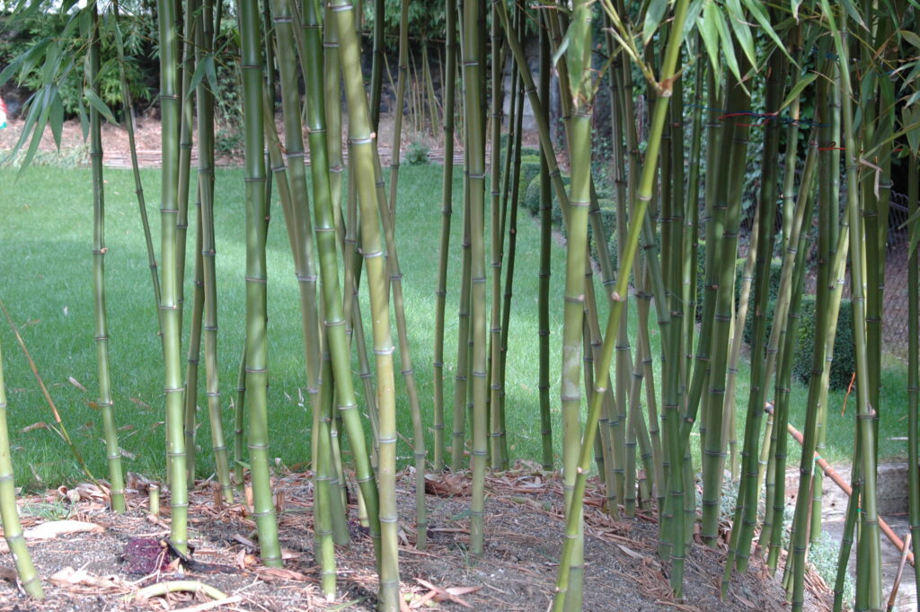 Bambù da legname giapponese Phyllostachys bambusoides