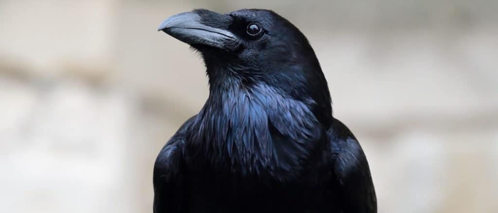 Ritratto ravvicinato di un corvo comune (Corvus corax)