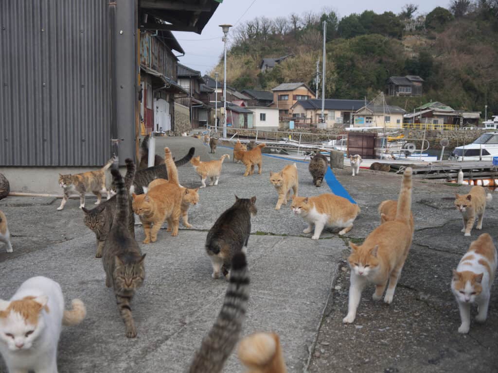 Un folto gruppo di gatti sull'isola di Aoshima in Giappone