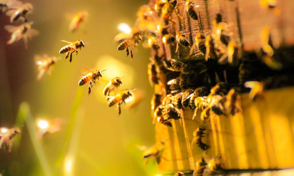 Ape, alveare, miele delle api, miele, Regno Unito