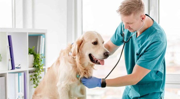 Comprensione dei 4 tipi di chirurgia CCL per cani
