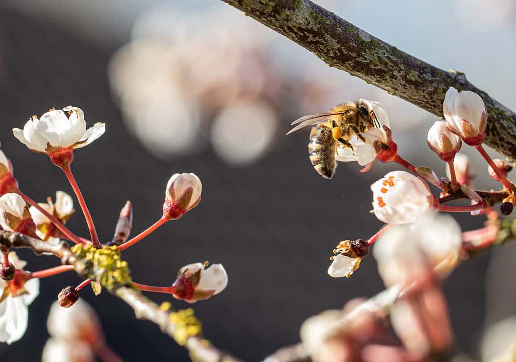 Le api sono responsabili dell'impollinazione di molte piante