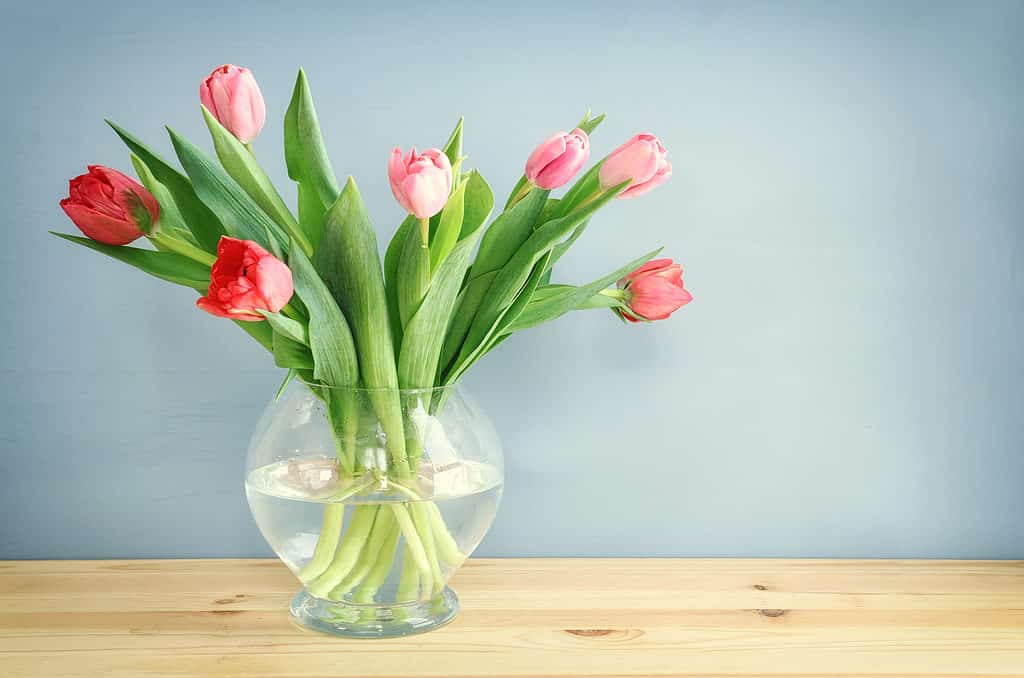 tulipani in vaso