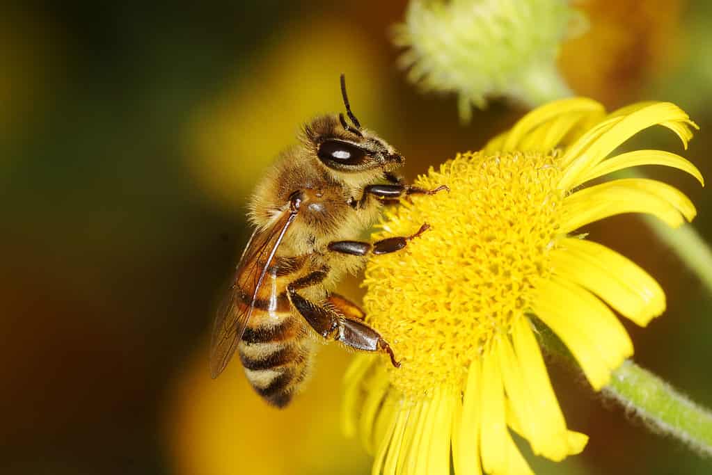 L'insetto dello stato del Kentucky, l'ape mellifera occidentale, può essere trovato vicino a fonti di nettare e polline