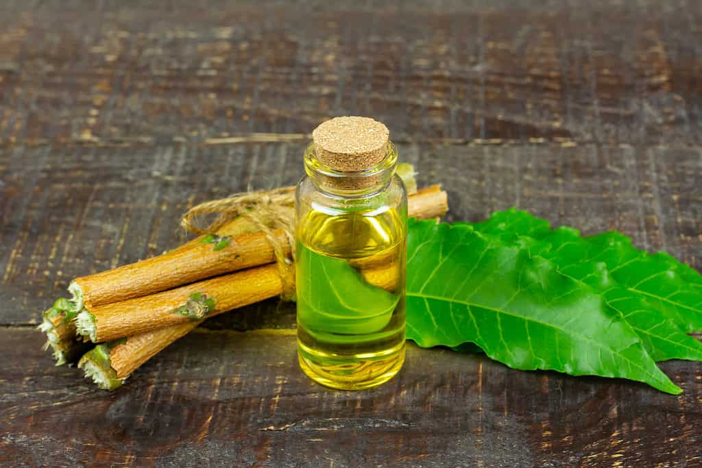 L'olio di neem è abbastanza efficace nel liberare le piante grasse dai parassiti.