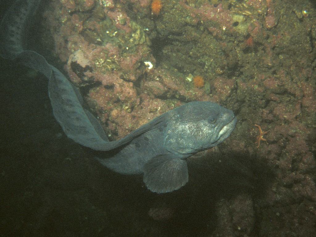 Questa anguilla lupo (Anarrhichthys ocellatus) emerge dalla sua tana nel sud di Puget Sound.