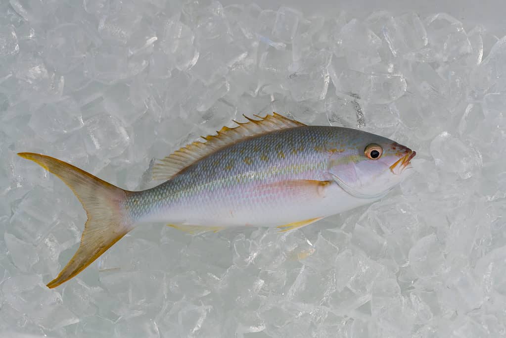 Snapper dalla coda gialla sul ghiaccio