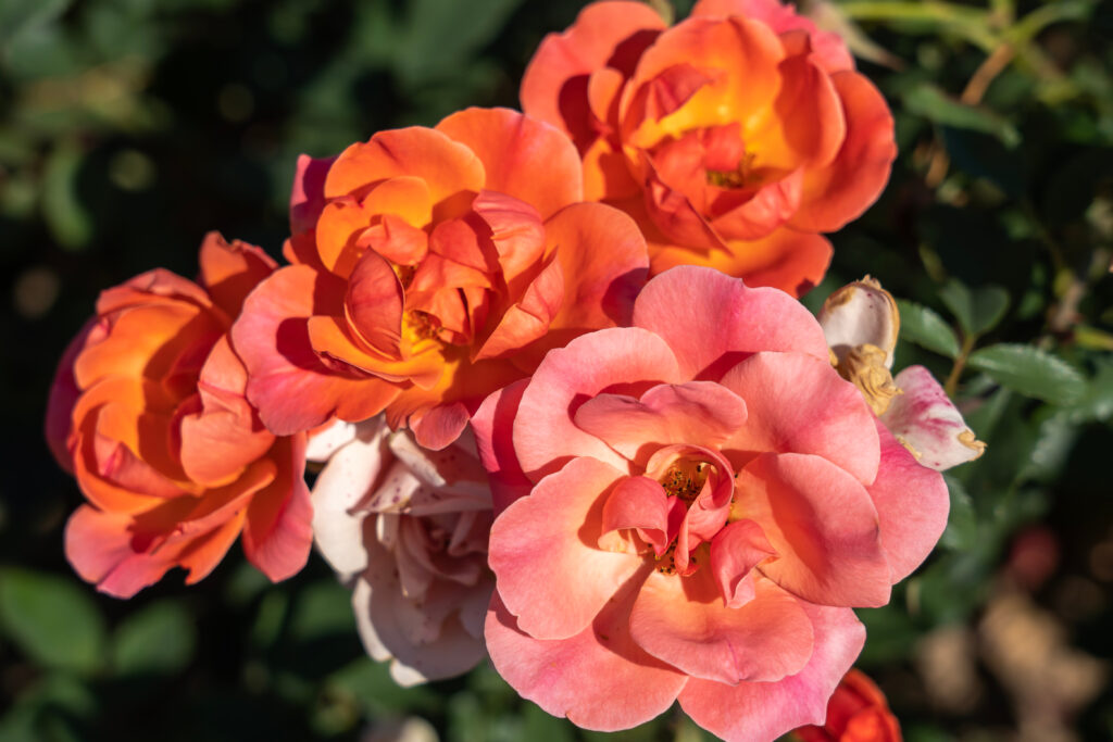 ' Coral Knock Out ' Rose fiori in campo,