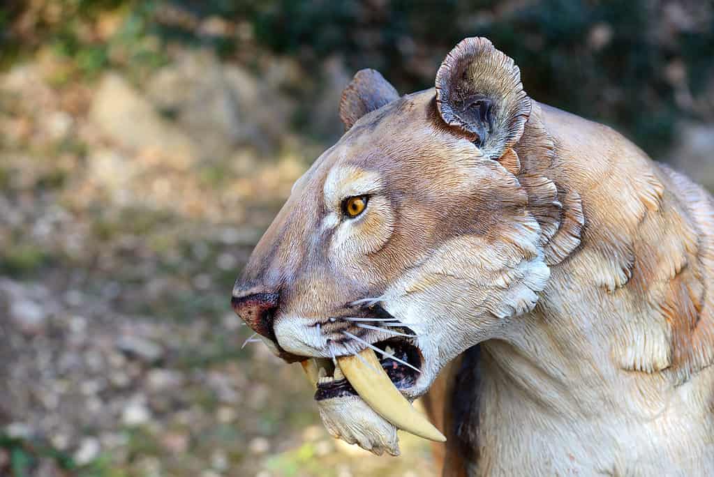 Smilodon - Tigre dai denti a sciabola, modello artificiale fotografato all'aperto