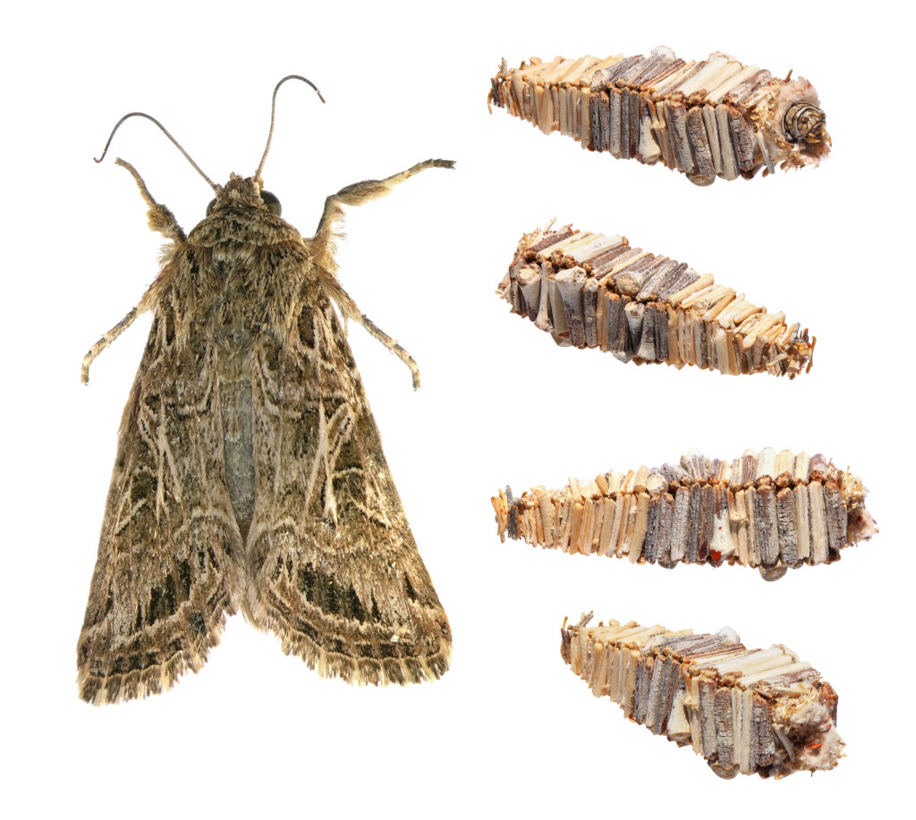 Amicta bagworm moth e le sue larve
