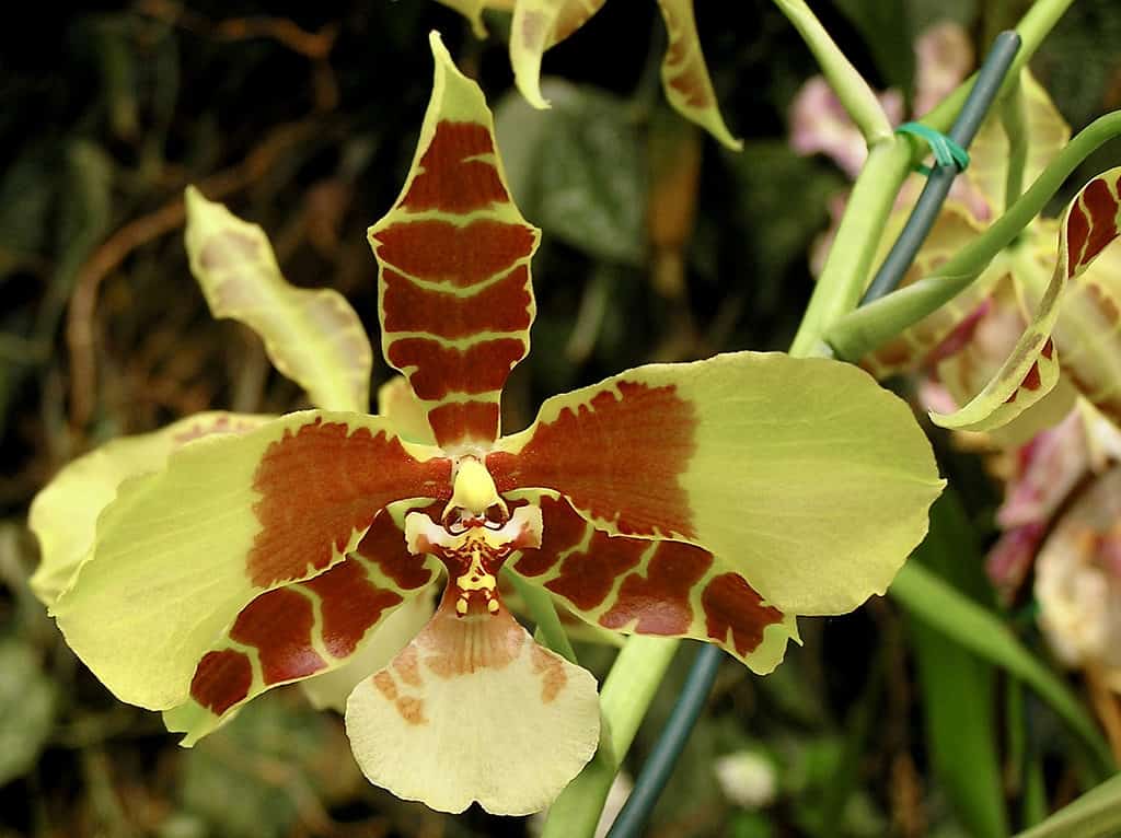 Orchidea bocca di tigre (Rossioglossum grande)