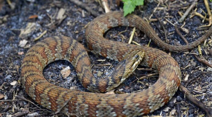 Florida Garden Snakes: identificare i serpenti più comuni nel tuo giardino
