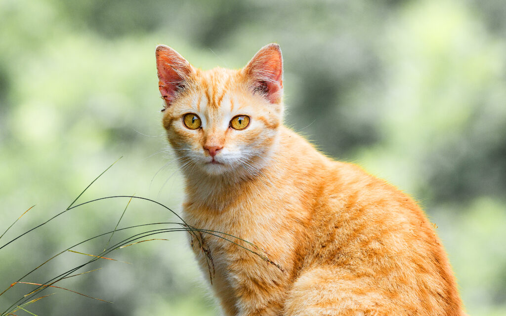 Gatto soriano arancione/rosso