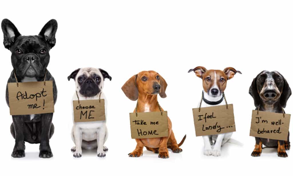 Cani con cartelli al collo che sperano di essere adottati