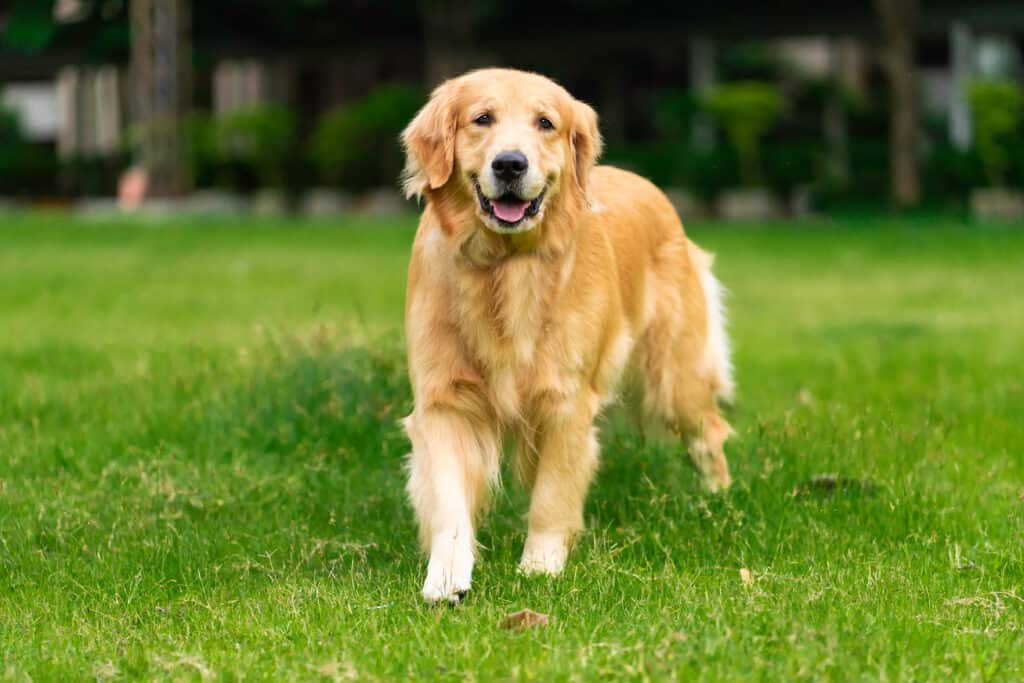 I golden retriever sono noti per essere cani docili, felici e amichevoli