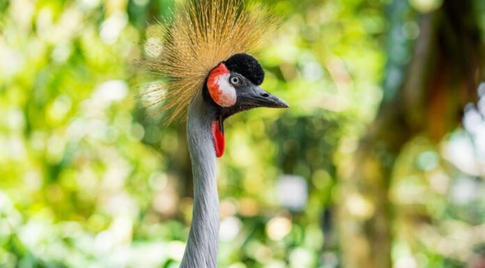 Gru dalla corona grigia: uccello nazionale dell'Uganda
