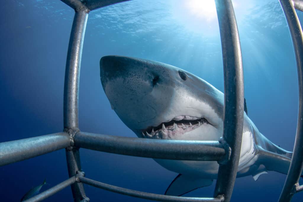 Immersioni in gabbia di squali