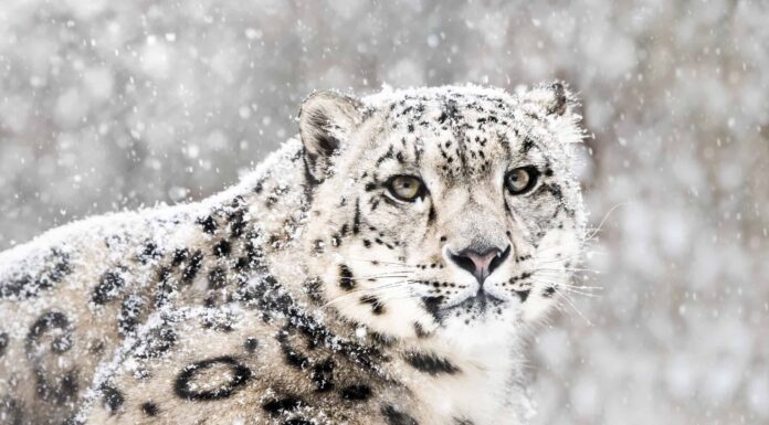 Guarda due leopardi delle nevi combattere in una lotta territoriale
