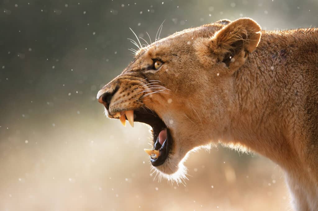Il leone mostra i denti
