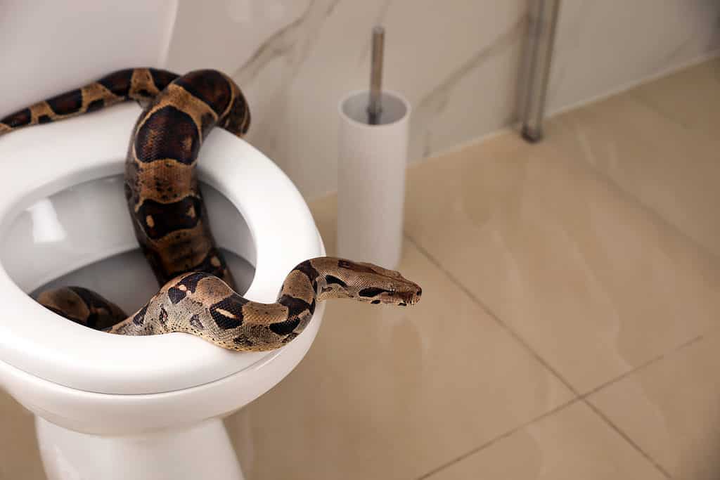 Boa constrictor marrone sulla tazza del gabinetto in bagno