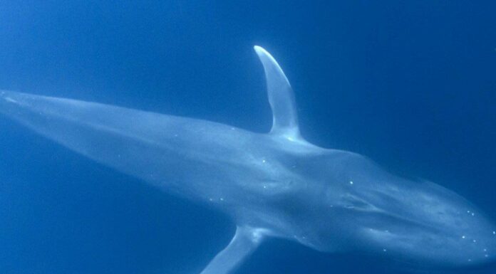 Guarda l'incredibile filmato di una balenottera azzurra di 30 metri che inghiotte il pasto più grande che tu abbia mai visto
