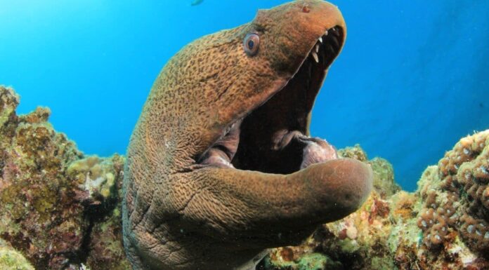 Guarda questa anguilla gigante attaccare uno squalo e inghiottirlo intero - quasi
