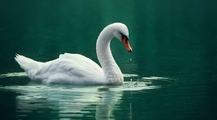 Guarda questo bellissimo cigno andare da gangster su un'oca intrusa
