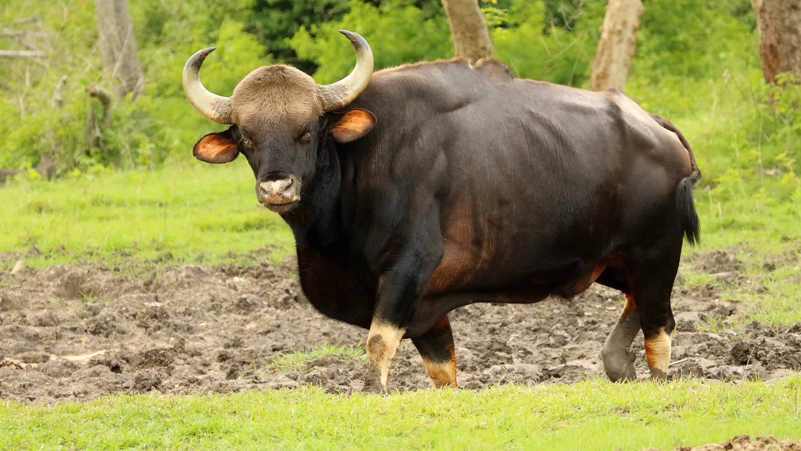 Toro Gaur