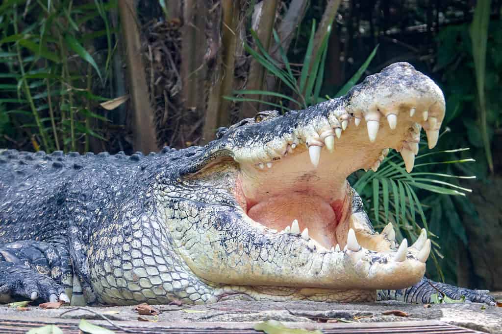 Coccodrillo d'acqua salata (Crocodylus porosus)