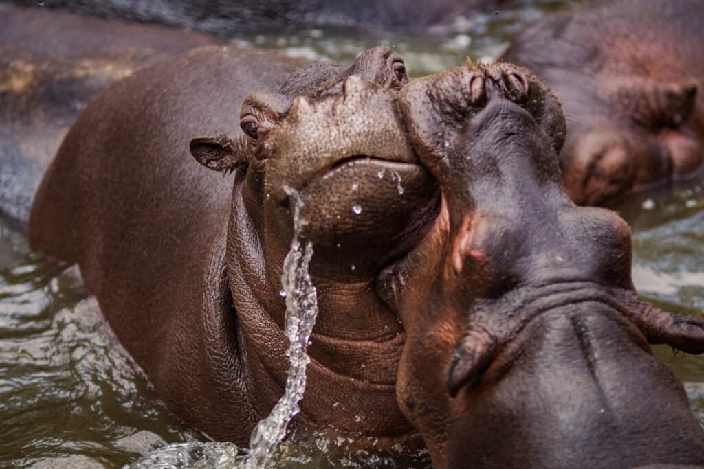 Ippopotami che combattono in acqua