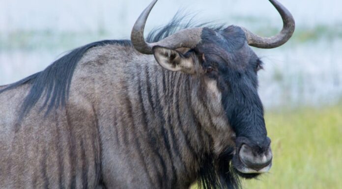 Guarda questo gnu in corsa che fa cadere a calci un leone ed elude il branco affamato
