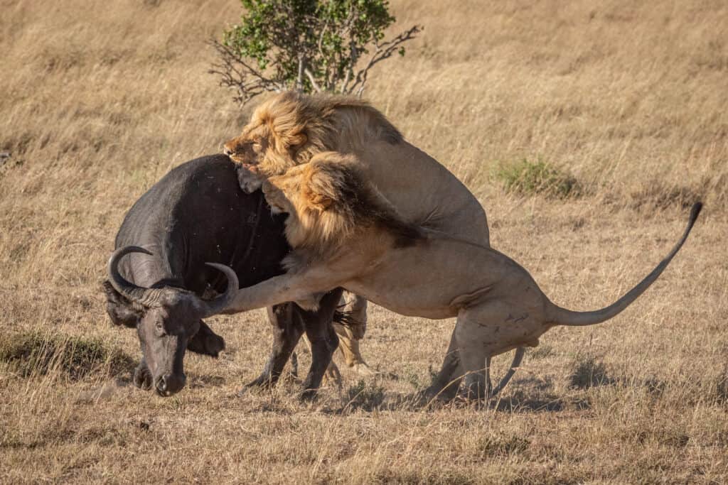 Due leoni maschi attaccano il bufalo