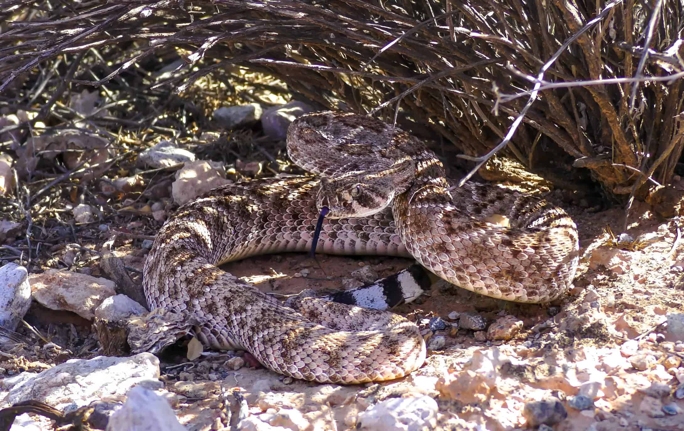 Serpente a sonagli Diamondback occidentale