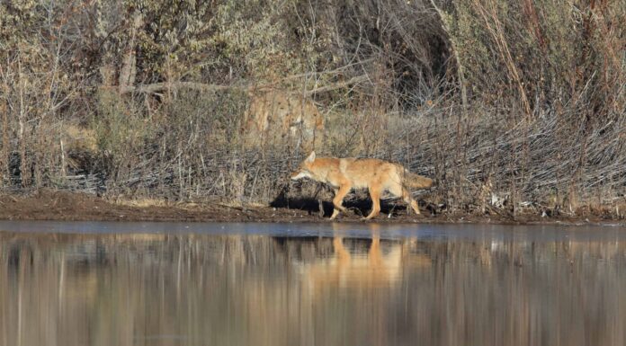 Guarda un coraggioso salto dalla scogliera del coyote e poi nuota via con calma
