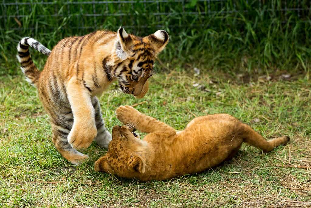 Giovane leone che gioca con il cucciolo di tigre