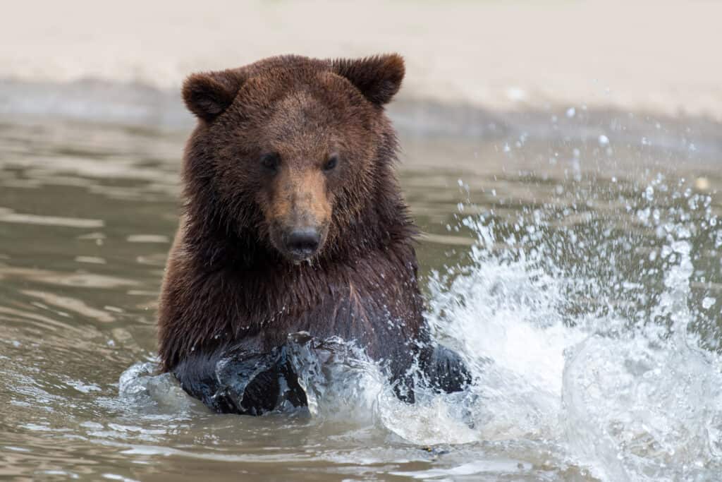 orso nero che nuota
