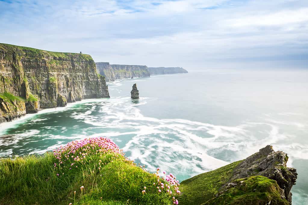 FSplendida costa irlandese con fiori selvatici che si arrampicano sulle scogliere.