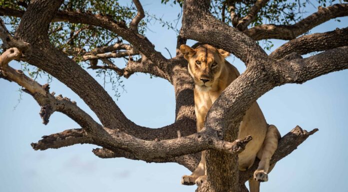Guarda una leonessa combattere un leopardo per cena in cima a un albero di 25 piedi e precipitare giù
