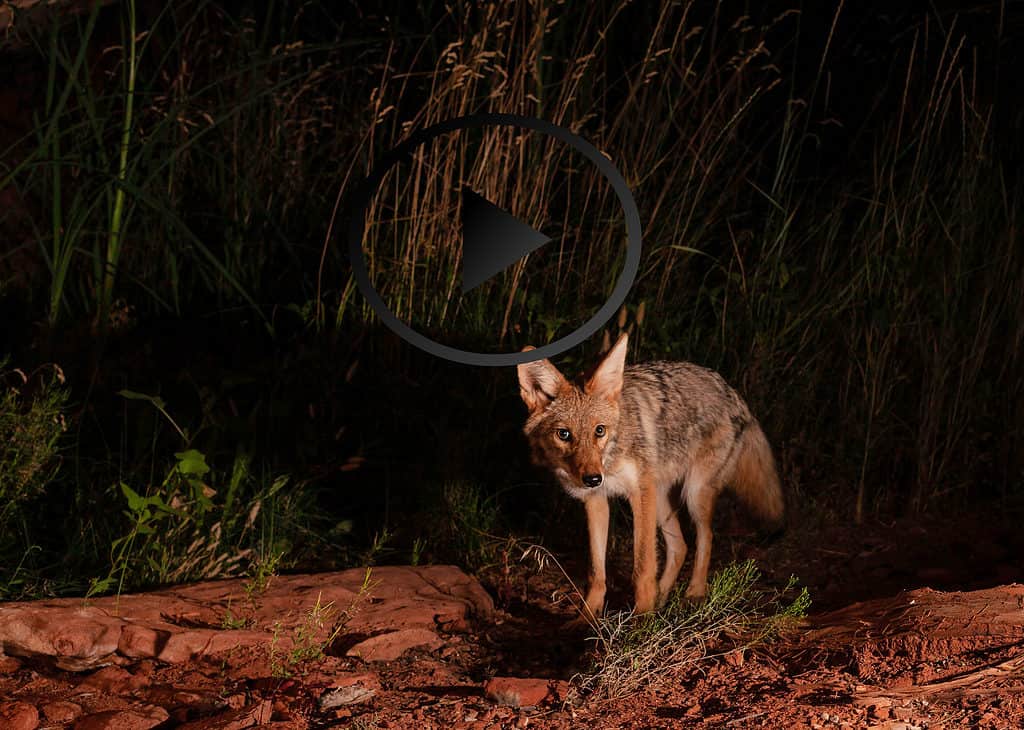 Un piccolo coyote guarda verso la telecamera mentre cerca cibo a tarda notte