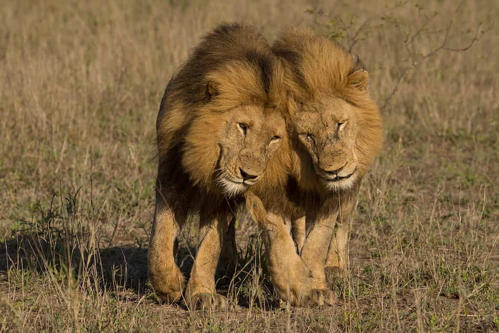 Due leoni maschi