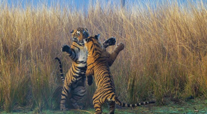 Guardare queste due enormi tigri combattere da vicino ti farà venire il cuore in gola
